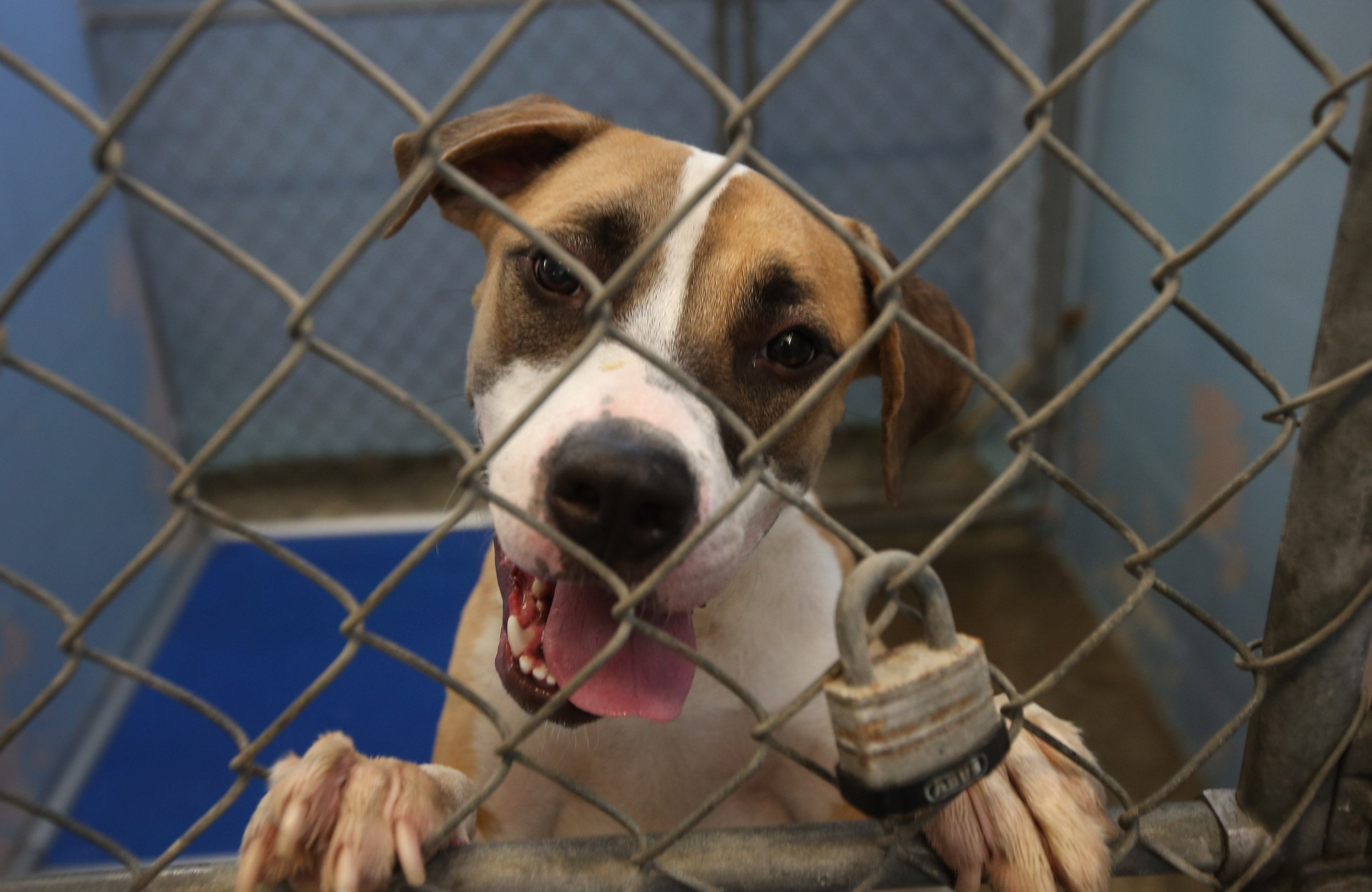 gambling addiction SPCA animal shelter